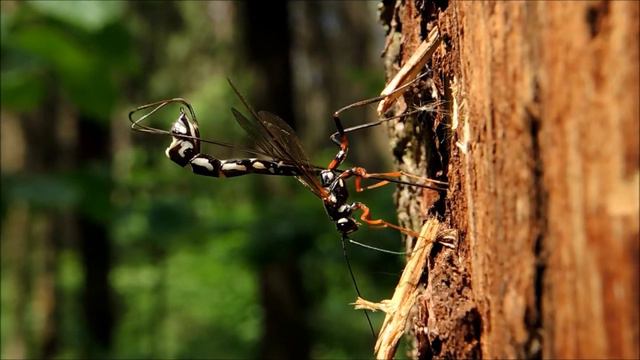 наездник смотреть онлайн