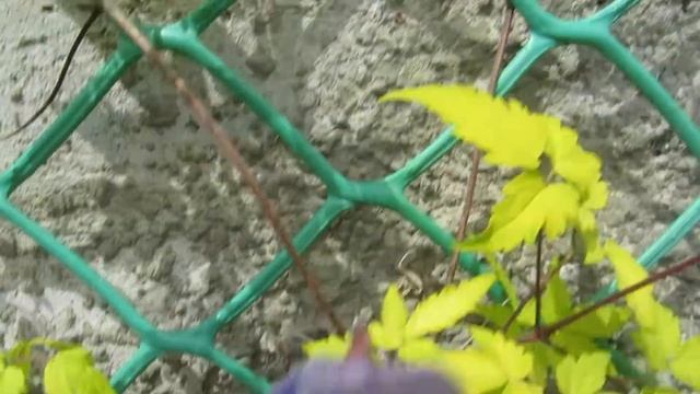 Княжик альпийский "Stolwijk Gold" смотреть онлайн