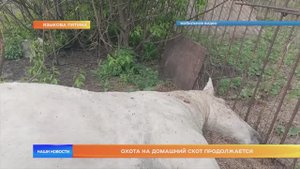 Охота на домашний скот продолжается