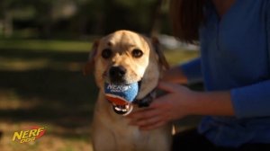 Бластер Nerf DOG Blaster