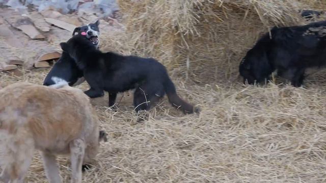 УСЫПЛЕНИЕ СОБАК В БУРЯТИИ. Зоозащитники пытаются срочно пристроить животных смотреть онлайн