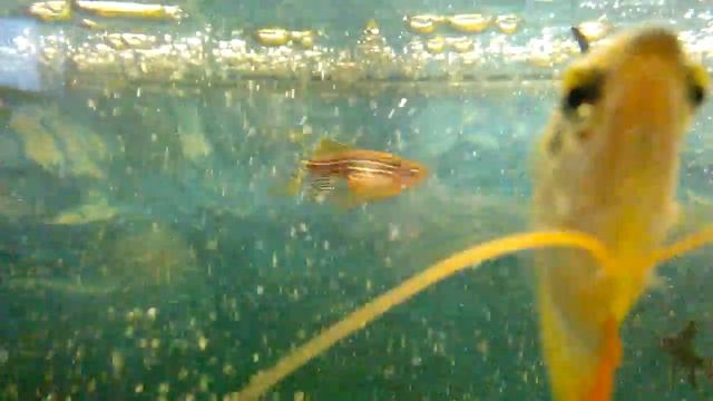 МАЛЬКИ МЕЧЕНОСЦА !!! ДАНИО БЕРЕМЕННА!!!?!??!?!?!? смотреть онлайн