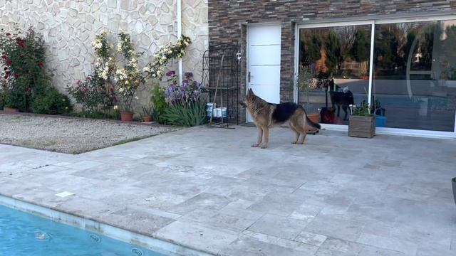 Зачем-то оправдываюсь. Собачья жизнь . Будьте ЛЮДЬМИ. смотреть онлайн