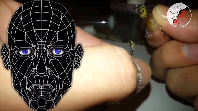 Муравьи. Как кормить пойманными природными насекомыми. смотреть онлайн