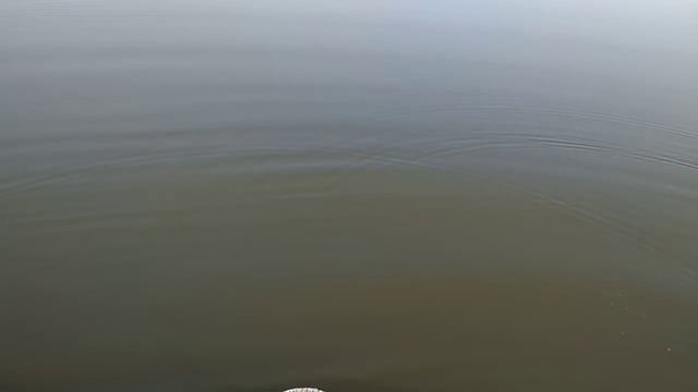 Окунь на мушку на отводной поводок.