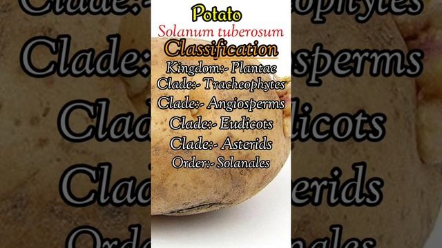 potato scientific name:- Solanum tuberosum, আলু #shorts #viral #india #reels