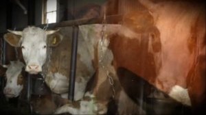 Порода коров Айширская производитель мяса и молока