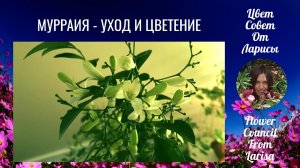 МУРРАЙЯ УХОД И ЦВЕТЕНИЕ 22.11.2019