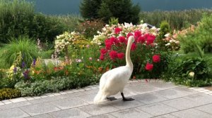 Канал Aksel Frank. Магия жизни.