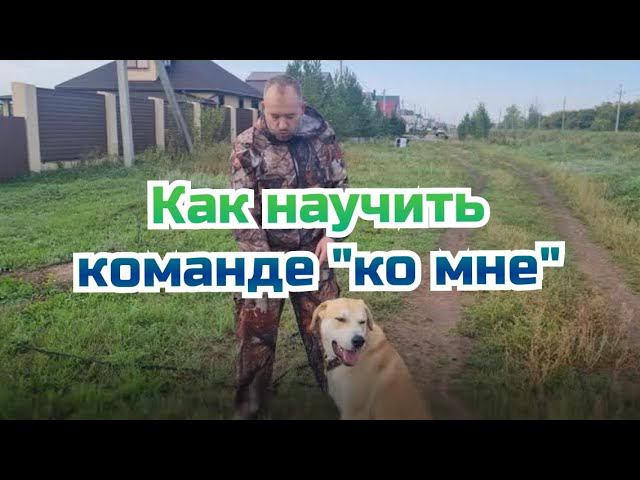 Как научить собаку команде служить. Как приучить к команде ко мне. Команды для собак. Как приучить к команде ко мне. Дрессировка команда ко мне.