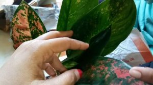 UNBOXING AGLAONEMA RED DIAMOND DAN SUKSOM KULTUR🤗