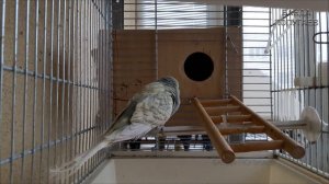 можно ли начинать разведение если у самки волнистого попугая восковица не коричневая?