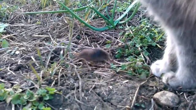 кот убил мышь смотреть онлайн