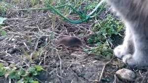 кот убил мышь