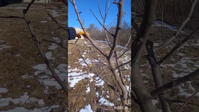 Обрезка плодовых деревьев. Формирование кроны.#обрезкадеревьев #садогород #tagetes