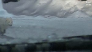 ВОРКУТА | "Песец в городе" | Фото-охота | 2023