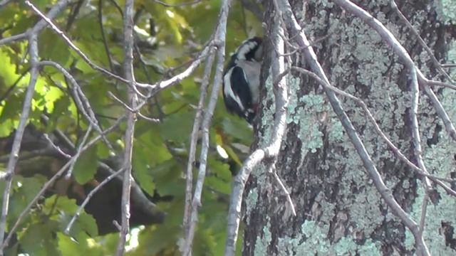 Дятел красавчик (woodpecker) смотреть онлайн