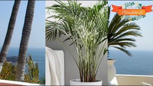 Декоративные комнатные пальмы