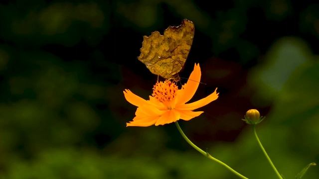 Самая красивая мелодия на свете Для Души! Послушайте! Волшебная флейта! Релакс