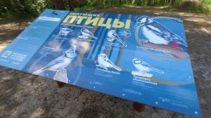 Ягры. Белое море. Что творится на пляже и в ягринском бору.