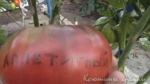 Томаты Аппетитный и Томато