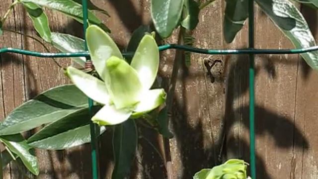 Passiflora Constance Elliot смотреть онлайн