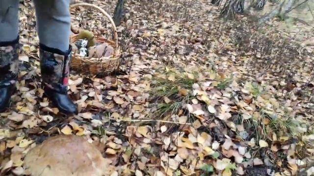 РЕЦЕПТ СОЛЁНЫХ ГРИБОВ