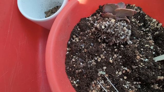 Всё о суккулентах...(новинки, пересадка старичков...)??? смотреть онлайн