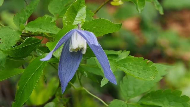 Clematis alpina 1.mp4 смотреть онлайн