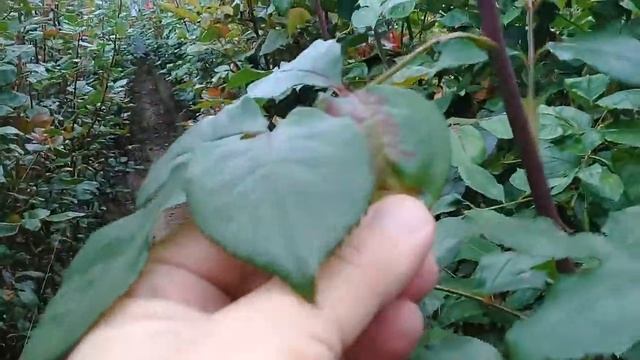 Обзор сорта розы 3D в Эквадорской теплице смотреть онлайн