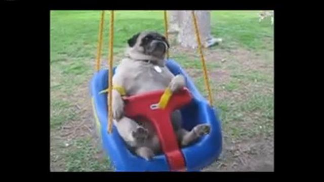 Смешные мопсы 🐶 смотреть онлайн