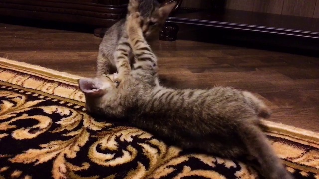 Котята Чаузи Питомник SoulCats смотреть онлайн