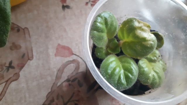 цветут фиалки🌹 орхидейка дала цветонос🤗👍 смотреть онлайн