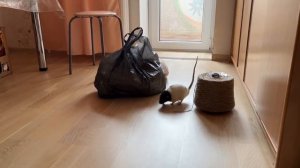 Как правильно ухаживать за поилкой для крыс, чтобы питомцы были здоровы