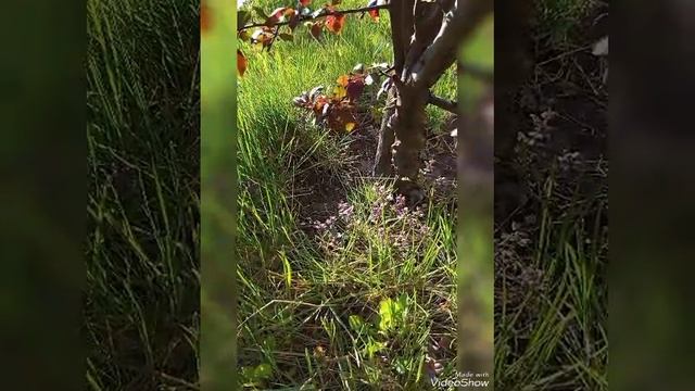 Video_20230513102956258_by_VideoShow.mp4 ☀️ ВЕСНА: ЦВЕТ МАЯ - ЭТО ЧТО ТО КОСМИЧЕСКОЕ 💖💚💙💛
