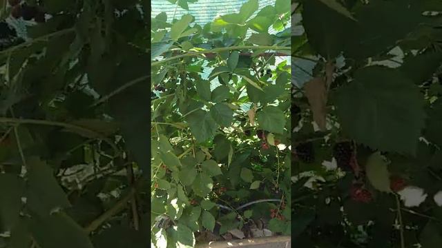 Ежевика Торнфри смотреть онлайн