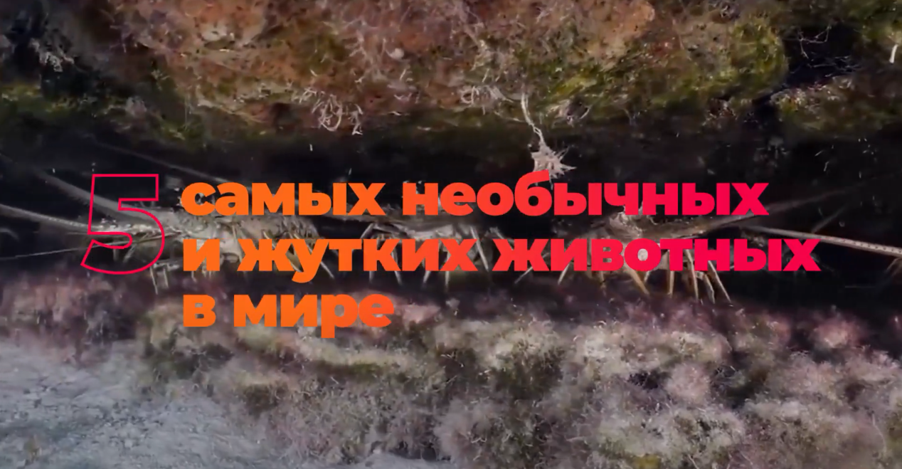 5 самых необычных животных мира смотреть онлайн