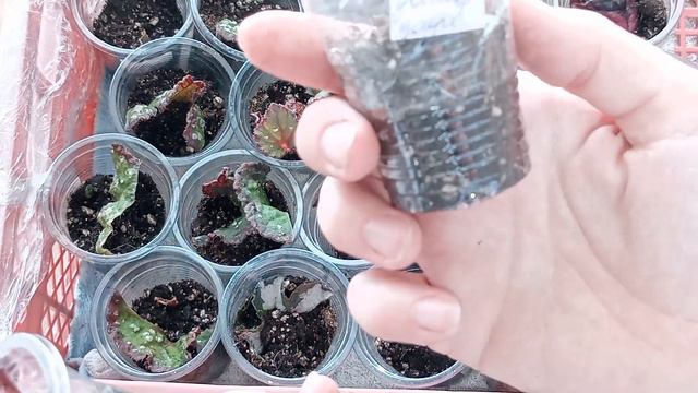 Бегонии🌱.Как растут фрагменты листочков из февральской посылочки!! смотреть онлайн