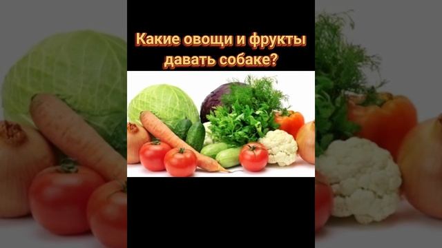 ??? Какие овощи и фрукты можно давать собаке?