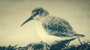 Кабинет редкостей Гильермо дель Торо (1-й сезон) ? Русский Тизер-Трейлер ? Сериал 2022 ? Netflix