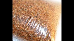 Семена льна – польза, вред, рецепты приготовления