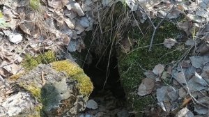 Весенние грибы сморчки, бонусом чага.mp4