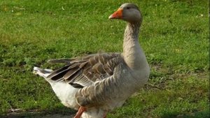 Польза мяса гуся и его лечебные свойства