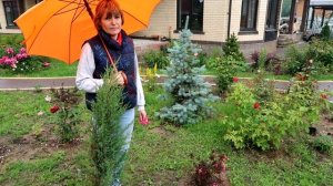 Вейгелы цветущие (Александра, Минор Блэк, Вариегата) и не только: обзор сортов, описание, цветение