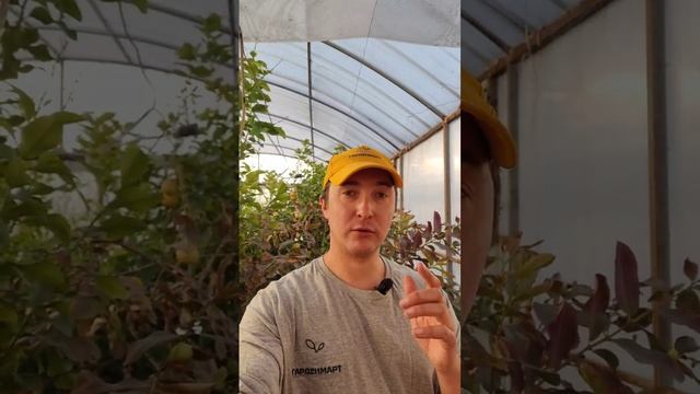 Как правильно применять гранулированные удобрения пролонгированного действия?  #советысадоводам