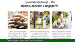 Выращивание Грибов Где Купить Мицелий