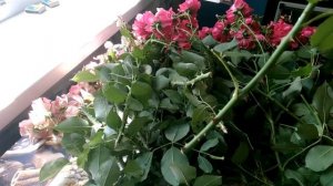 Как укоренить розы