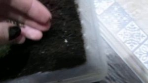 Кладка Лимиколярии Фламея и Нумидики. Суббулины Октона. Мои улиточки.