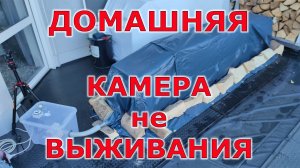 Как избавиться от жука точильщика