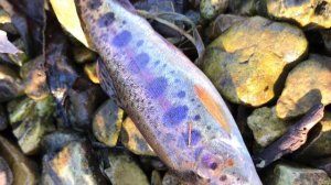 Fly Fishing Crane Creek For Wild Rainbow Trout